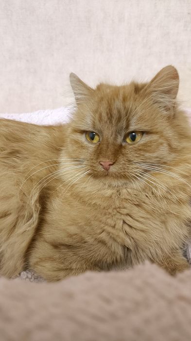 Шукає домівку руда красуня