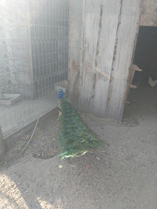 Pavão adulto para venda