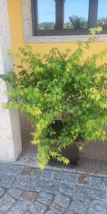 Plantas de ACER - (bordo Japonês)