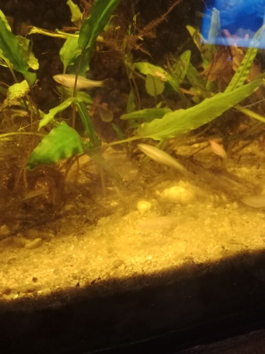 Danio lamparci, pręgowany, kardynałek chiński, brzanka brokatowa
