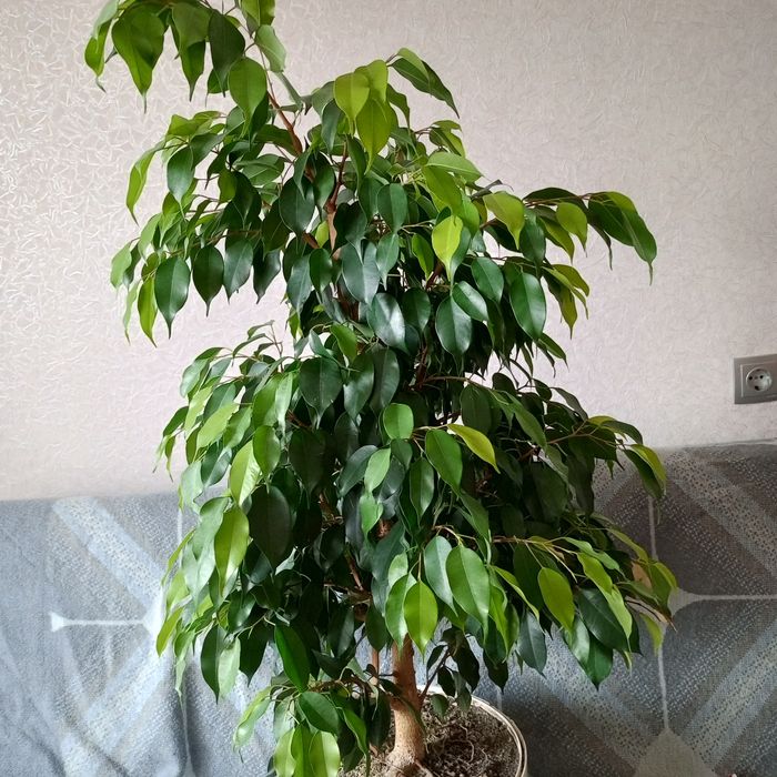 Фікус бенджаміна