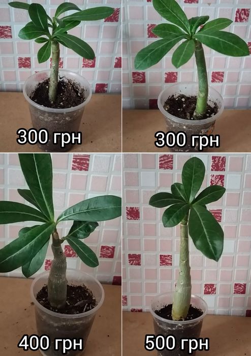 Адениум белый махровый Snow White