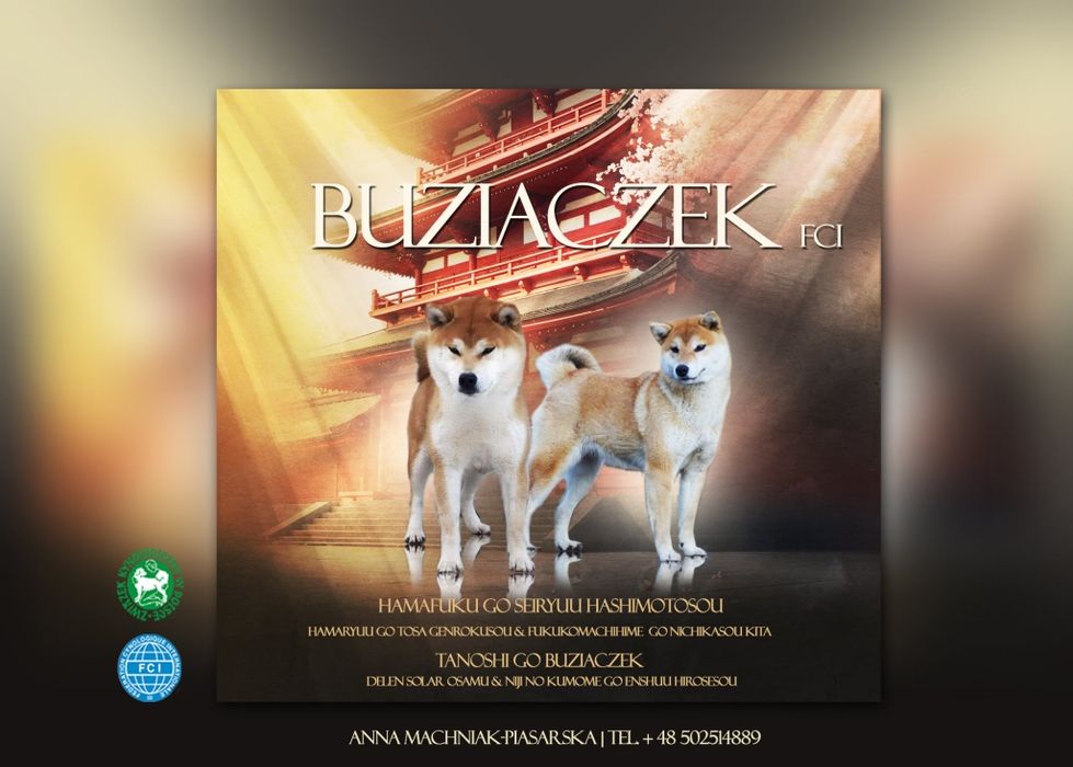 Suczka shiba z rodowodem ZKwP po Championach z japońskim pochodzeniem