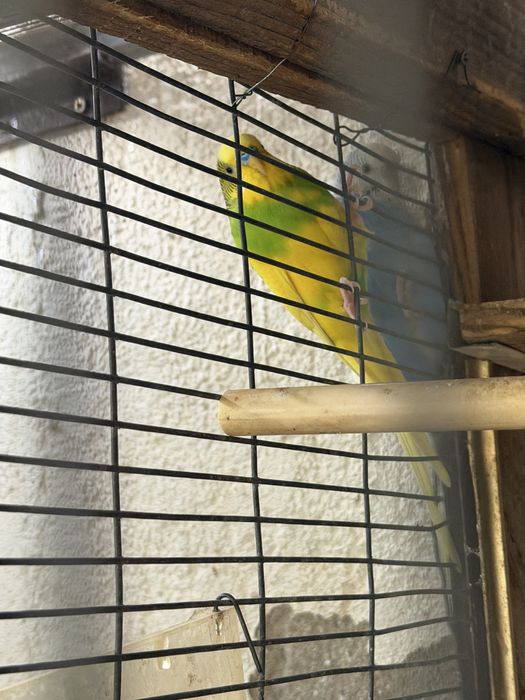 Vendo varias aves