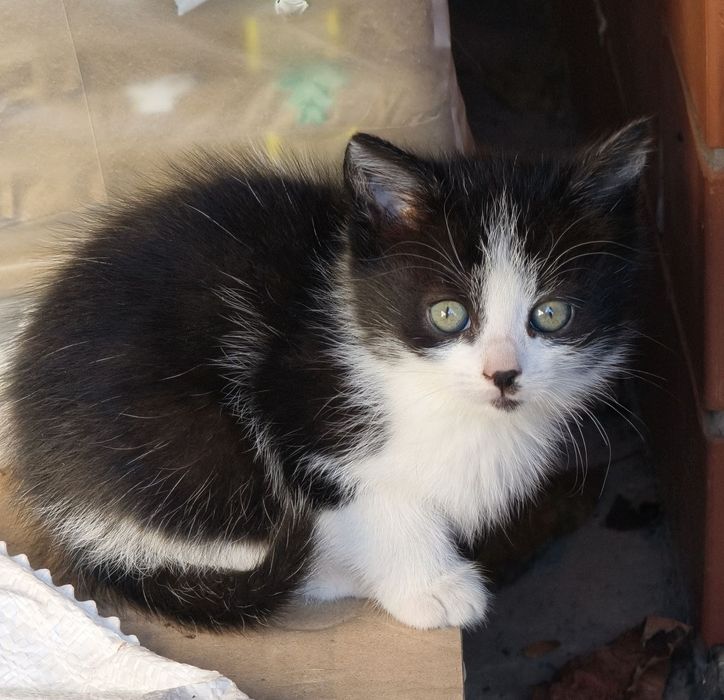 Пухнасті чарівні котики