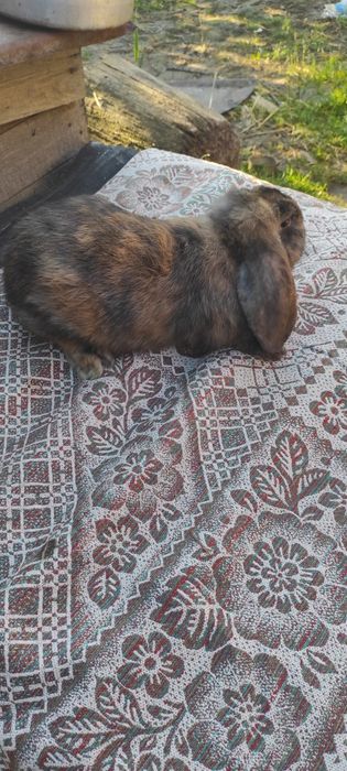 Кролики французький баран