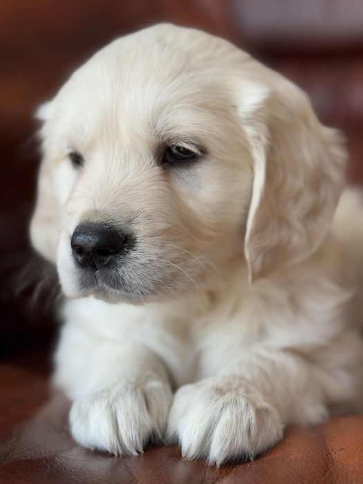 Golden Retriever - szczeniak
