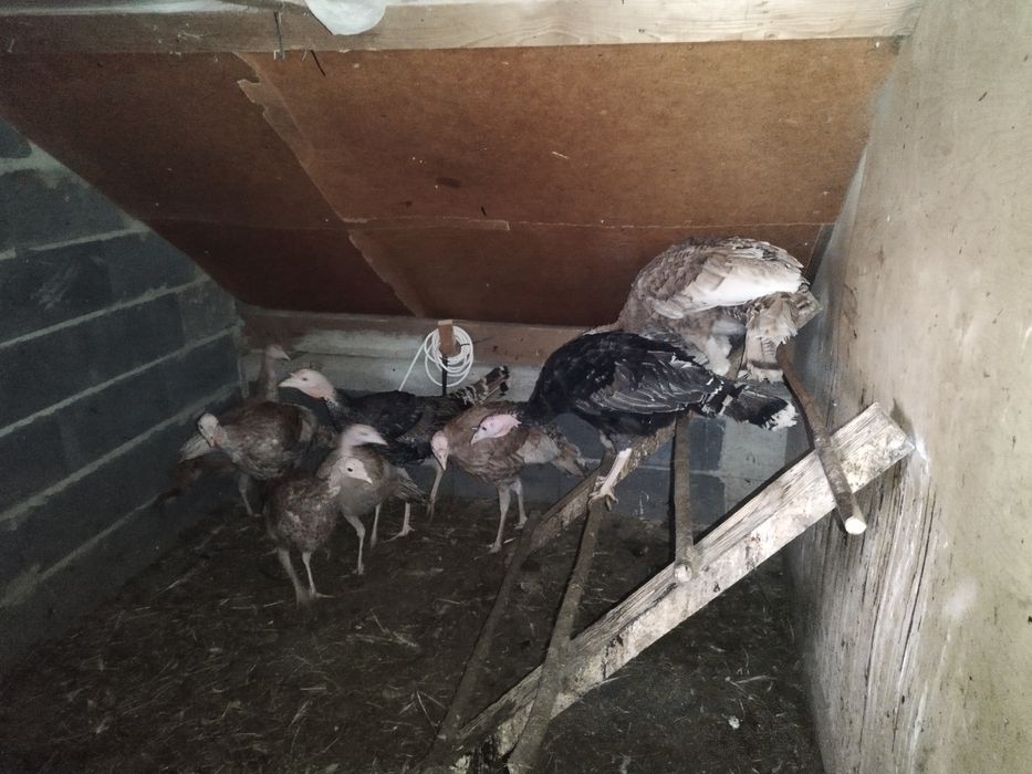 Sprzedam indyki ( samce i samice)