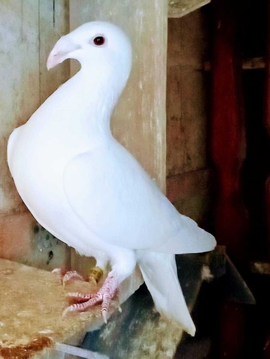ptaki gołębie rasowe