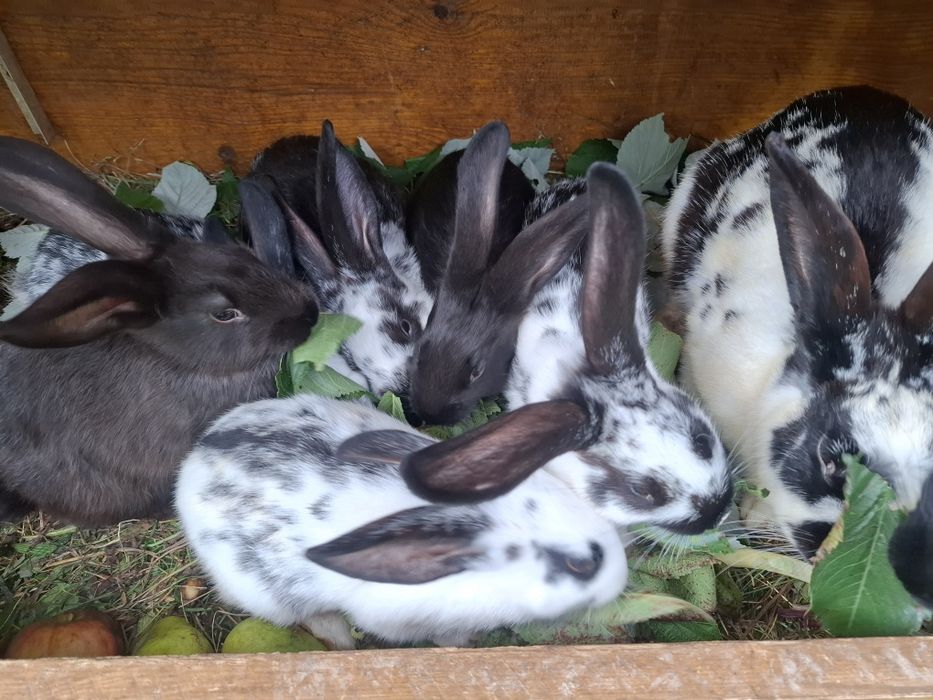 Kroliki mix srokacz reks