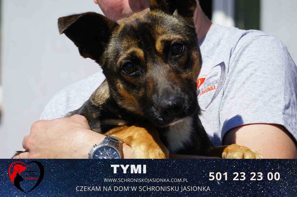 Tymi do adopcji – Schronisko Jasionka
