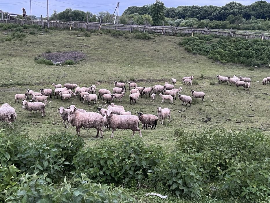 Стадо вівць породи суффольк/меринос