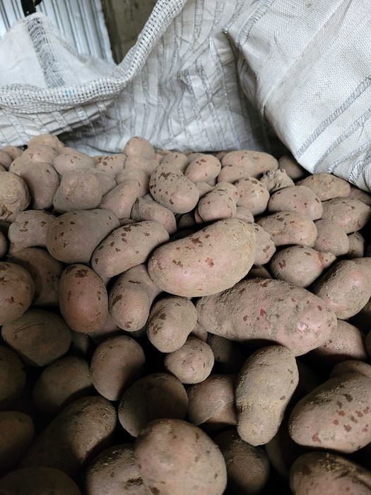 Ziemniaki odsort w BB