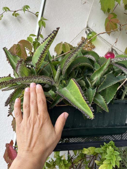 Sadzonki żyworódki z zarodnikami - bardzo duże