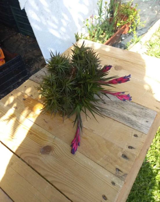 Planta aérea com flor