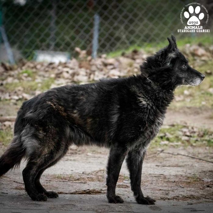 Kochana suczka Malinka szuka domu