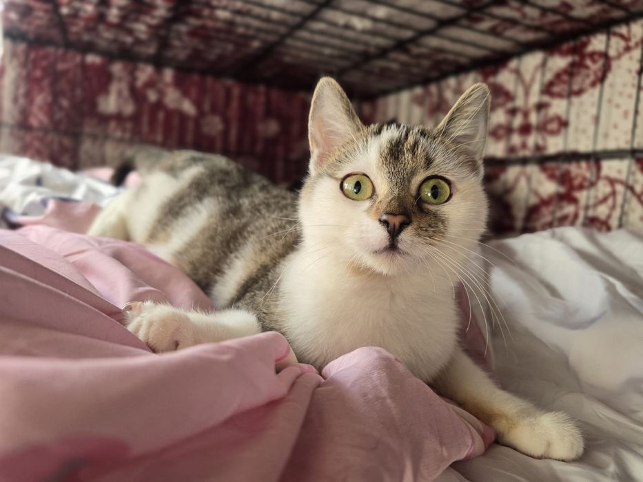 Piękne kociaki szukają domów