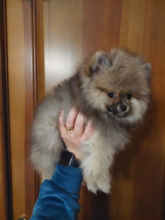 Подарок к 8 марта!Шикарные померанчики)