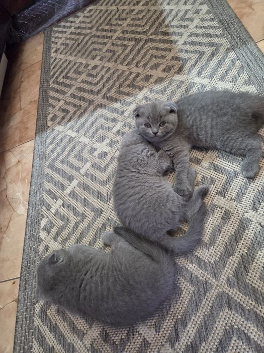 Шотландские котята