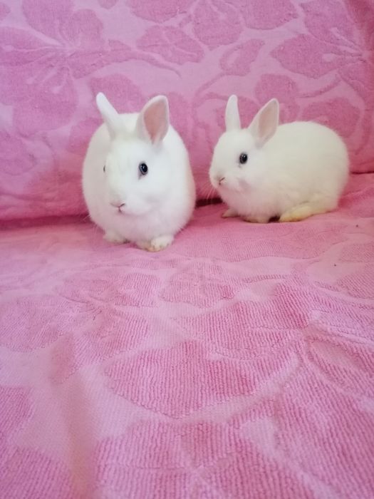 Króliczek karzełek Teddy, Lewek, Mini Lop