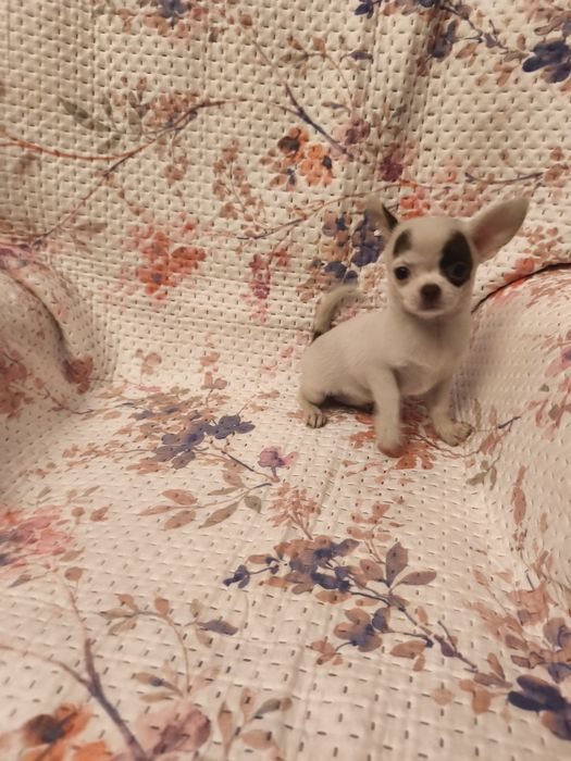 Chihuahua de pêlo curto fêmea