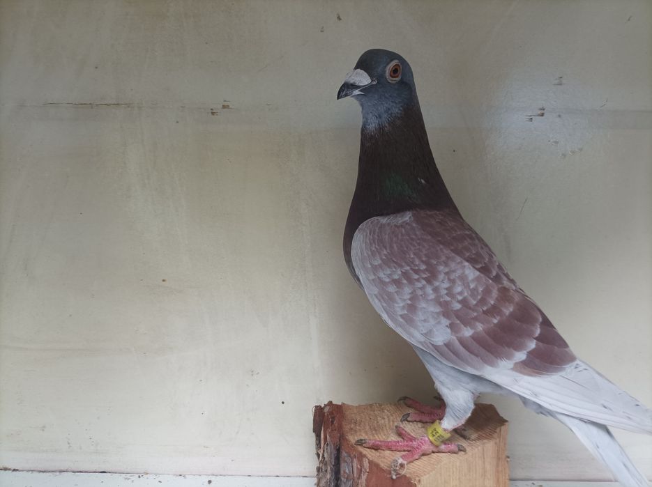 Gołębie pocztowe Janssen wysyłka