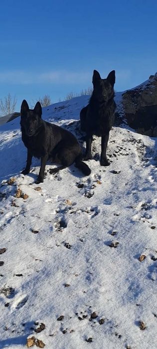 Східноєвропейської вівчарки чистокровни чорни короткошерсни