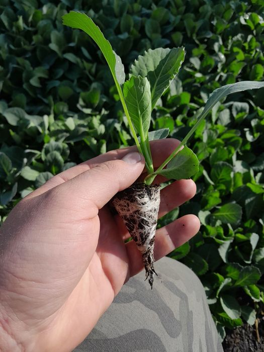 Rosada sadzonka (kapusta kalafior sałata por )