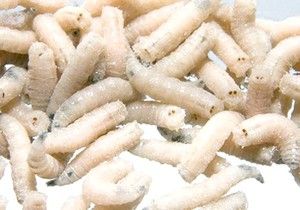 Опарыш,фасований червь, дендробена, мотиль мешковой, опариш