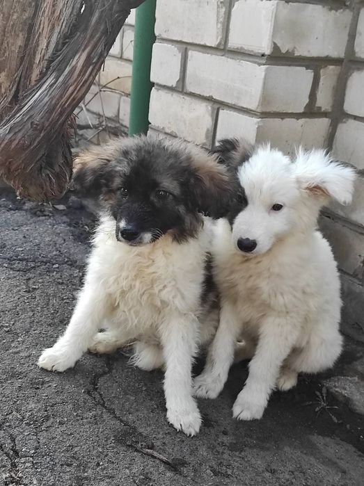 Стёпа в поисках своего человека