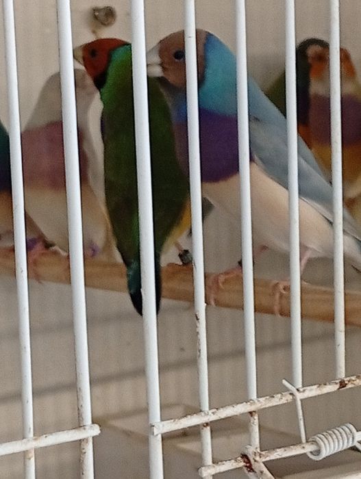 Diamantes de Gould 2026