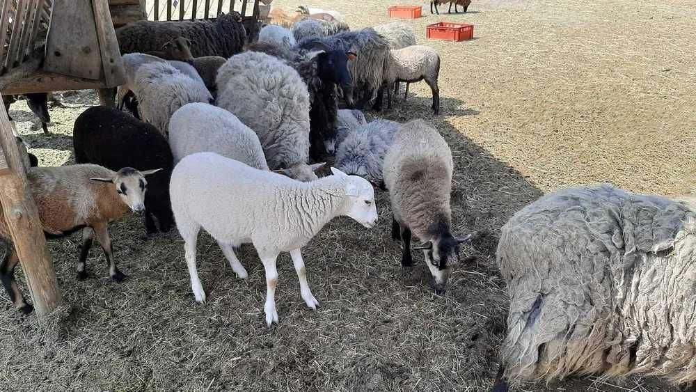 Baranina świeże mięso tusze naturalnie chowane z gospodarstwa !