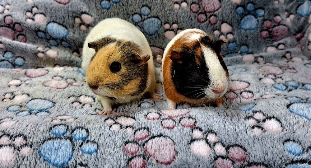 Świnki morskie samiczki cavia domowa