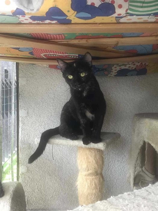 Słodka Tofifi do adopcji