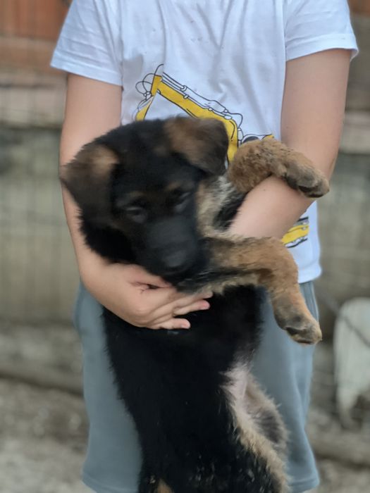 Дівчуля німочка бомба