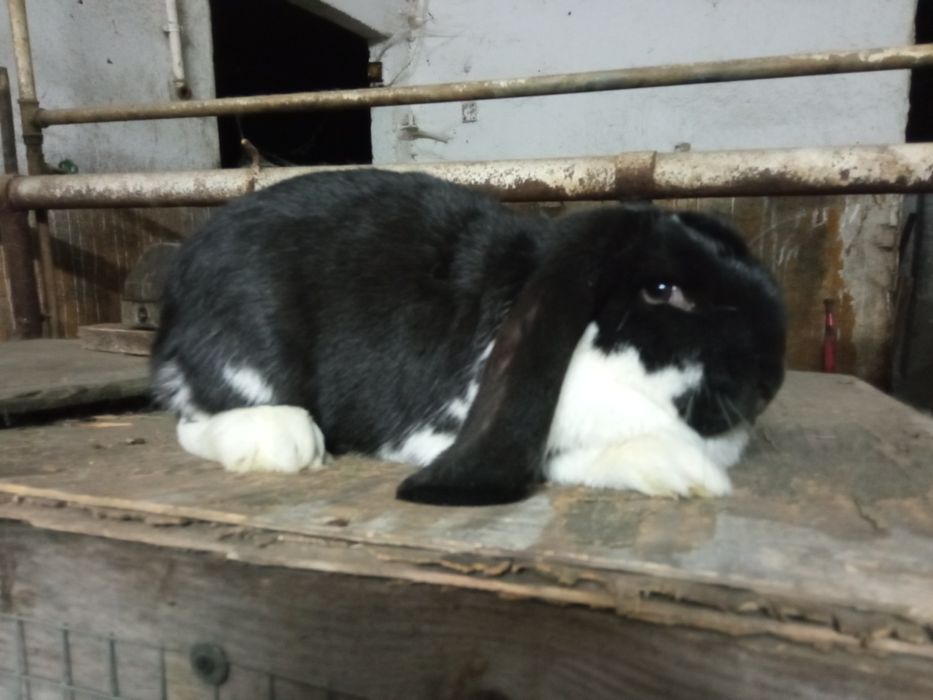 Samiczka baran francuski