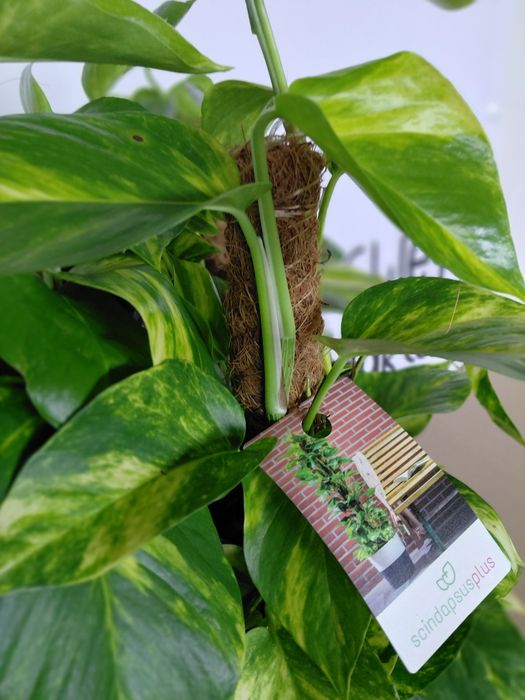 Epipremnum Mosstok Scindapsus na paliku. 60cm - WYSYŁKA