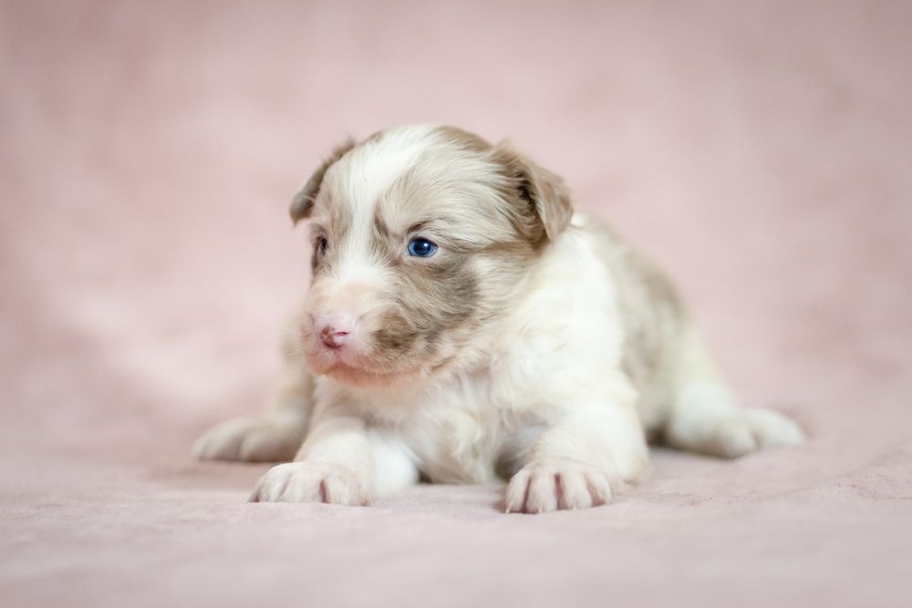 Chłopiec Border Collie red -merle nr 1/badania genetyczne/RTG