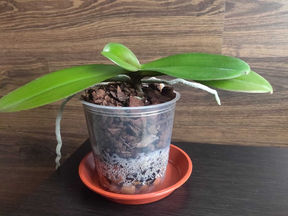 Phal. Fantom венозник, шикарная многоцветная орхидея, в коллекцию.