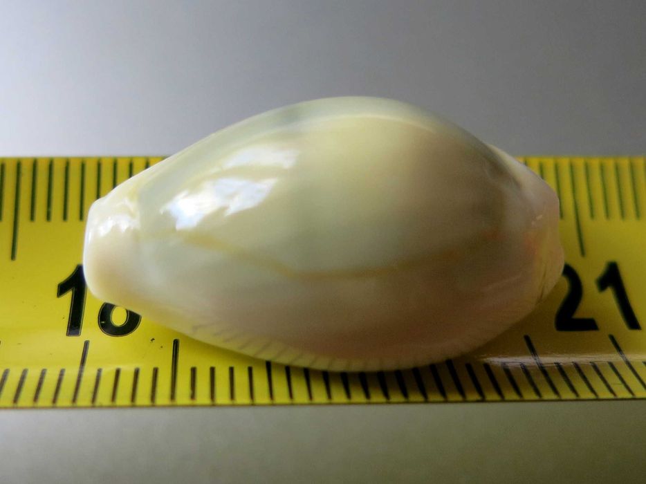 Muszla morska, porcelanka - Monetaria (Cypraea) moneta icterina / 22mm