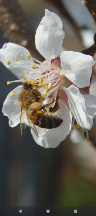 Miód wiosenny POLSKI