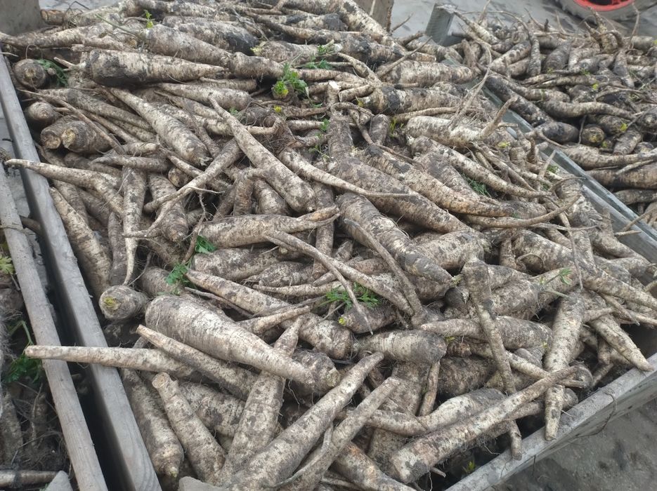 Pietruszka  skrzynia   ładna