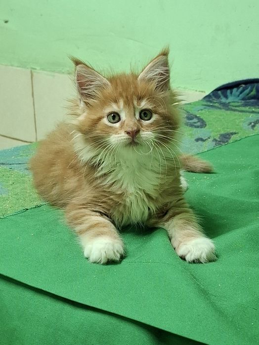 Большой выбор котята мейн-кун