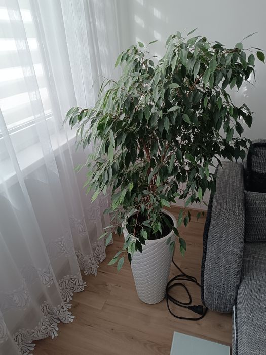 Sprzedam Fikusa Benjamina.