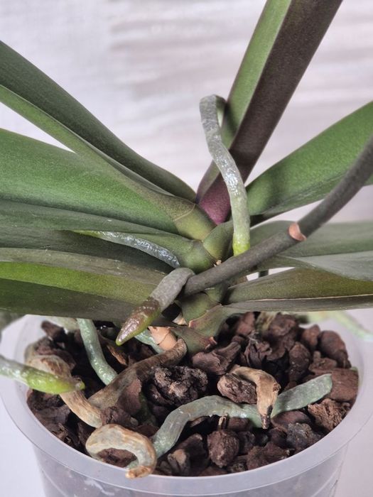 Орхидея биглип big lip Maria Mar