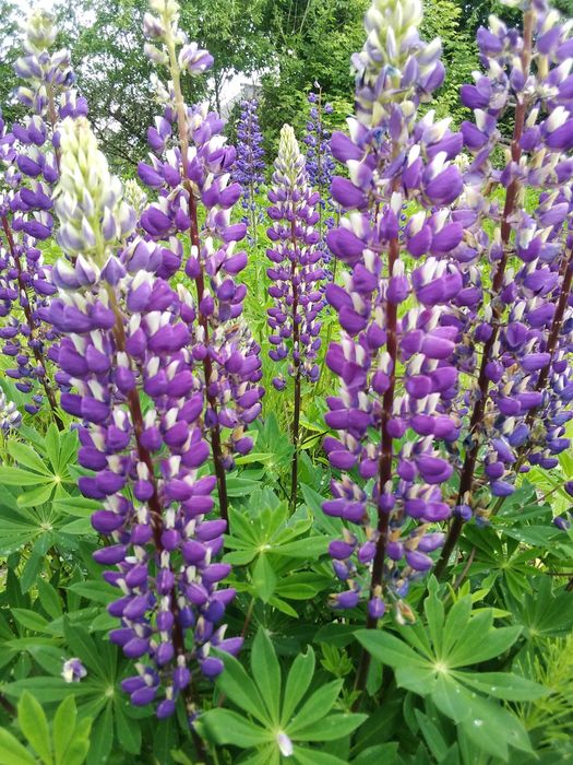 Люпин многолетний 1 саженец - 50 грн.
