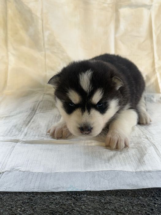 Gotowy do odbioru Siberian husky syberyjski haski niebieskie oczy