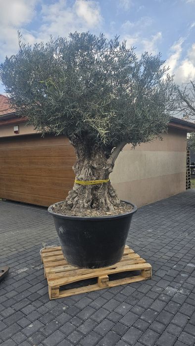 Drzewo oliwne, oliwka europejska