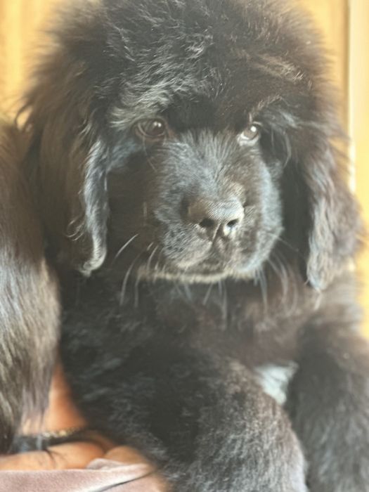 Ньюфаундленди цуценяти FCI