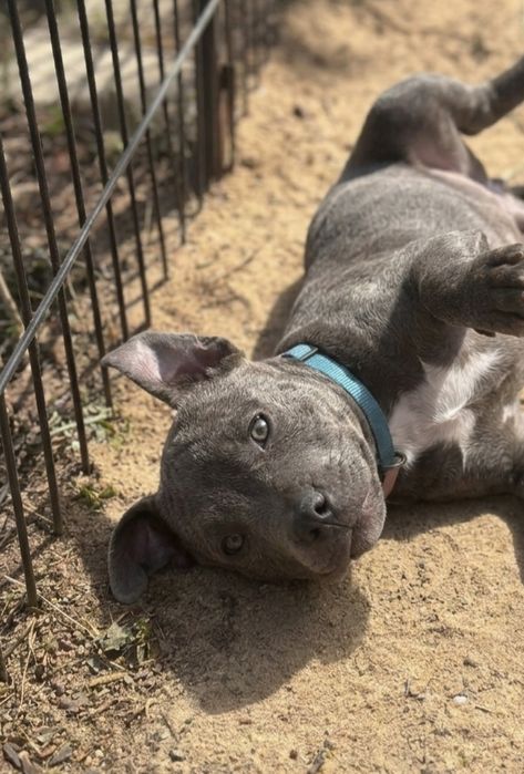 Staffik.  Staffordshire bull terrier SUNIA  staffik